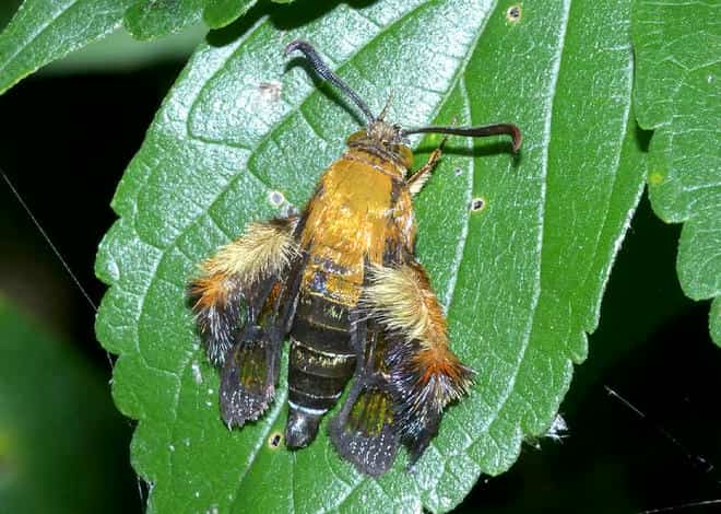 �����}�ӁE�I�I�����u�g�X�J�V�o